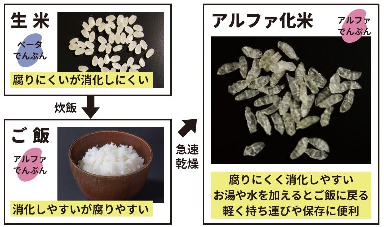 生米から炊飯、ご飯、アルファ化米への構造変化図解